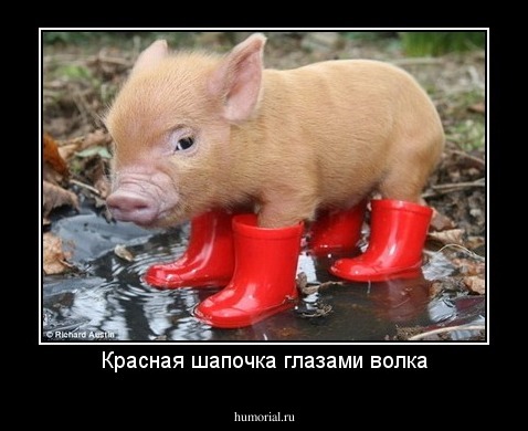 Красная шапочка глазами волка