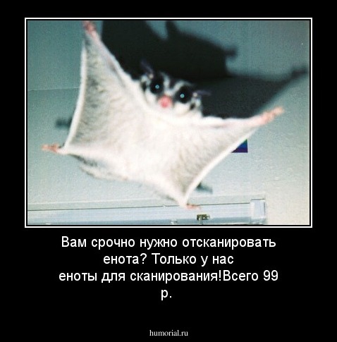 Вам срочно нужно отсканировать енота? Только у нас еноты для сканирования!Всего 99 р.