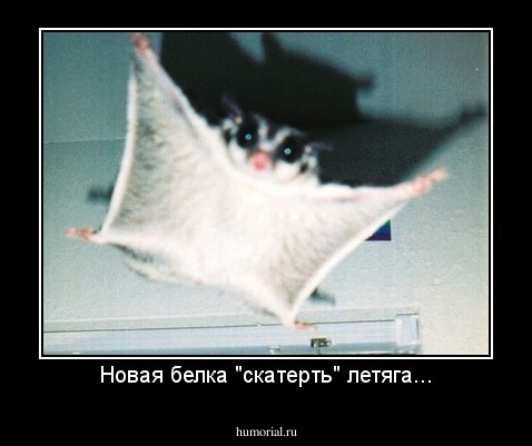 Новая белка "скатерть" летяга...