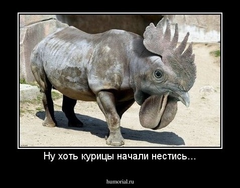 Ну хоть курицы начали нестись...