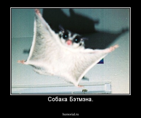 Собака Бэтмэна.