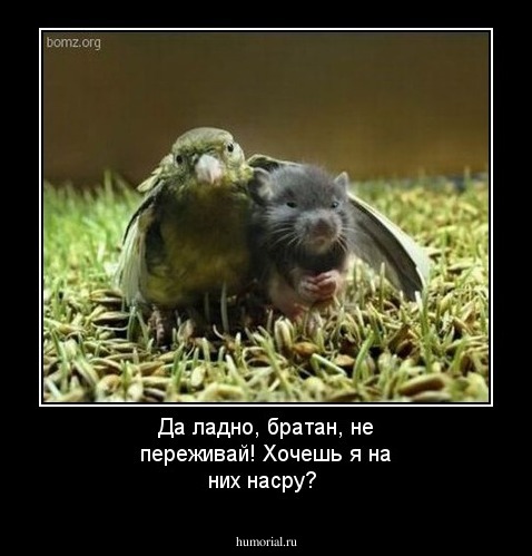 Да ладно, братан, не переживай! Хочешь я на них насру?