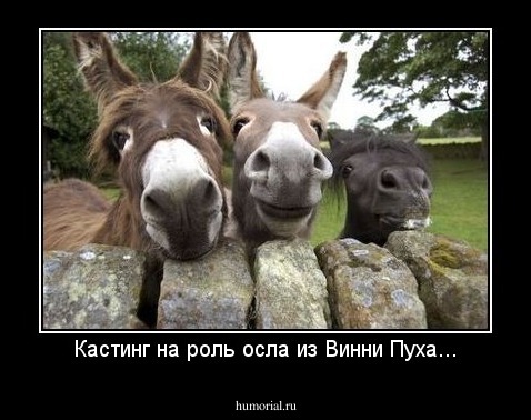 Кастинг на роль осла из Винни Пуха...