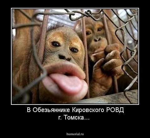 В Обезьяннике Кировского РОВД г. Томска...