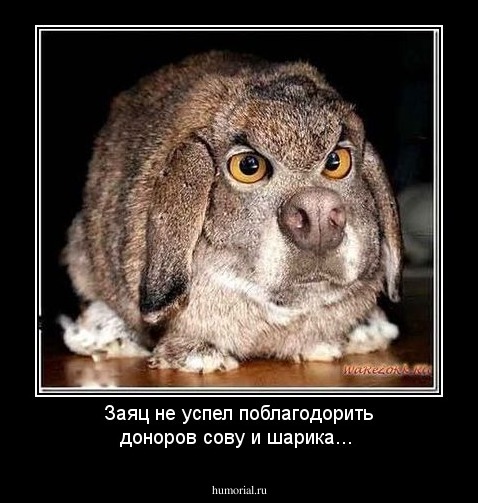 Заяц не успел поблагодорить доноров сову и шарика...