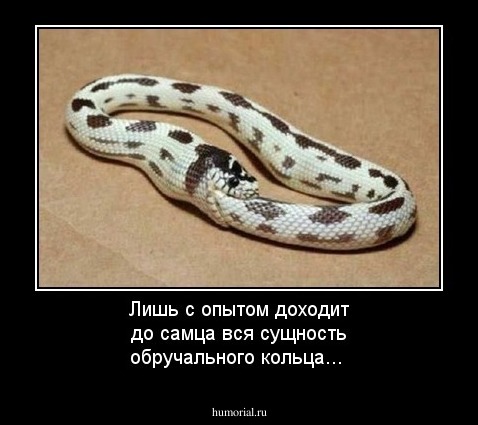 Лишь с опытом доходит до самца вся сущность обручального кольца... 