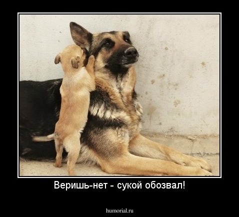 Веришь-нет - сукой обозвал!