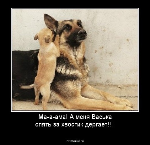 Ма-а-ама! А меня Васька опять за хвостик дергает!!!