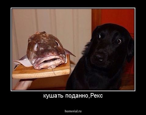 кушать поданно,Рекс