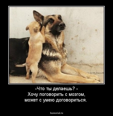 -Что ты делаешь? - Хочу поговорить с мозгом, может с умею договориться.