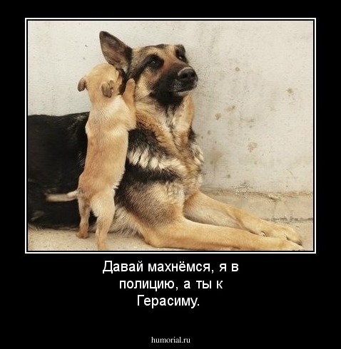 Давай махнёмся, я в полицию, а ты к Герасиму.