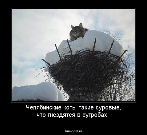 Челябинские коты такие суровые, что гнездятся в сугробах.