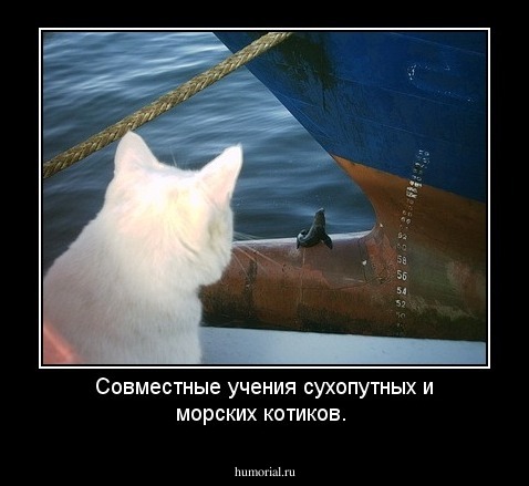 Совместные учения сухопутных и морских котиков.