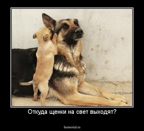 Откуда щенки на свет выходят?