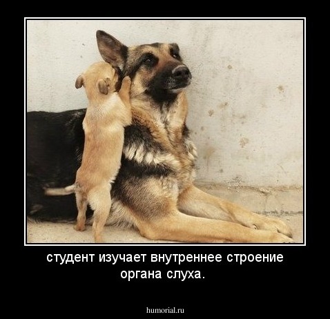  студент изучает внутреннее строение органа слуха.