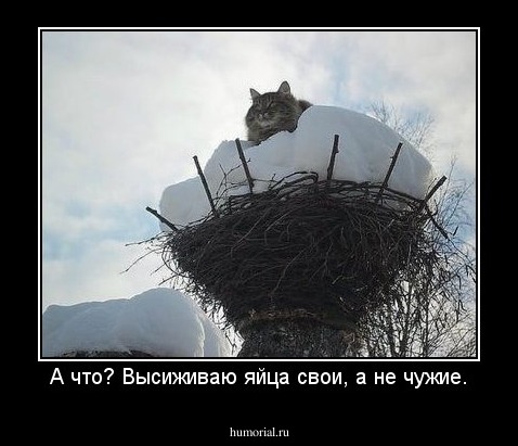А что? Высиживаю яйца свои, а не чужие.