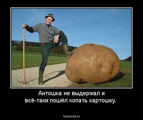Антошка не выдержал и всё-таки пошёл копать картошку.