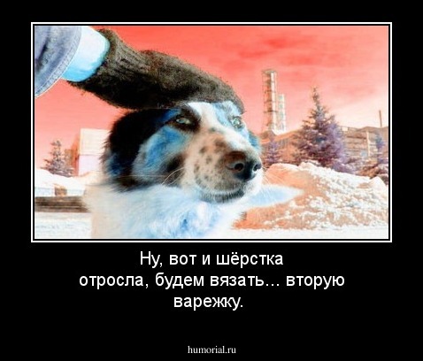 Ну, вот и шёрстка отросла, будем вязать... вторую варежку.