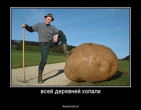 всей деревней копали