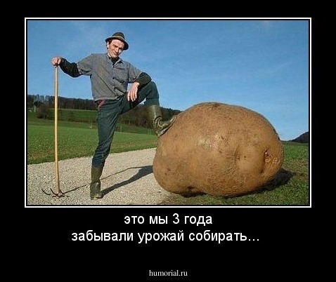это мы 3 года забывали урожай собирать...
