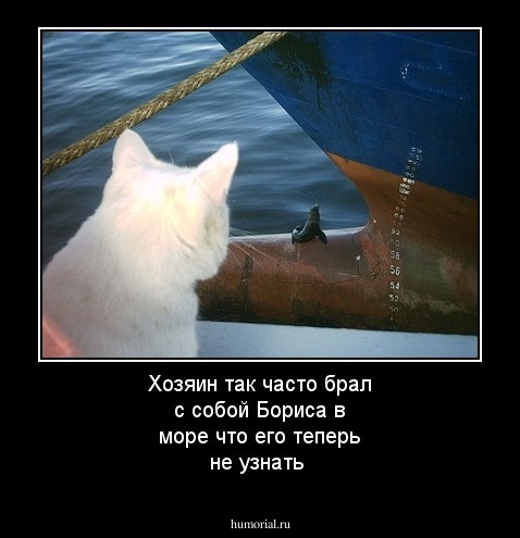 Хозяин так часто брал с собой Бориса в море что его теперь не узнать