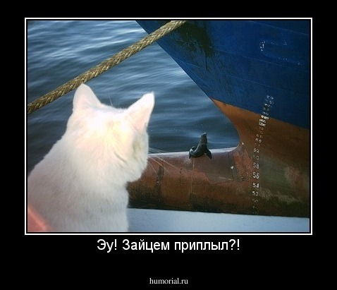 Эу! Зайцем приплыл?!