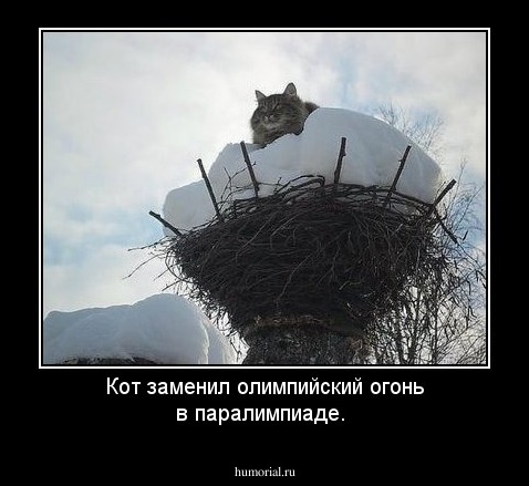 Кот заменил олимпийский огонь в паралимпиаде.
