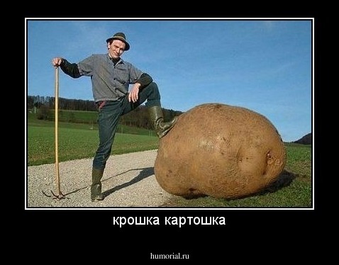 крошка картошка
