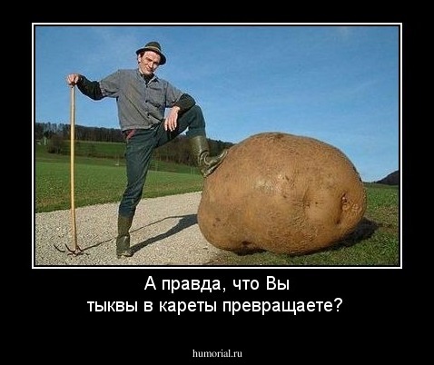 А правда, что Вы тыквы в кареты превращаете?