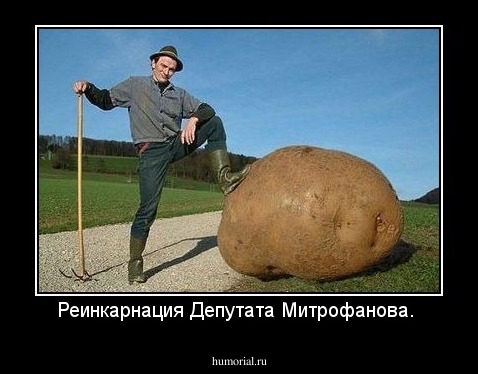 Реинкарнация Депутата Митрофанова. 