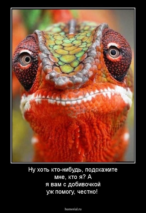 Ну хоть кто-нибудь, подскажите мне, кто я? А я вам с добивочкой уж помогу, честно!