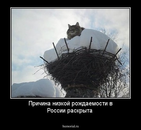 Причина низкой рождаемости в России раскрыта
