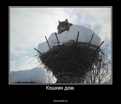 Кошкин дом.