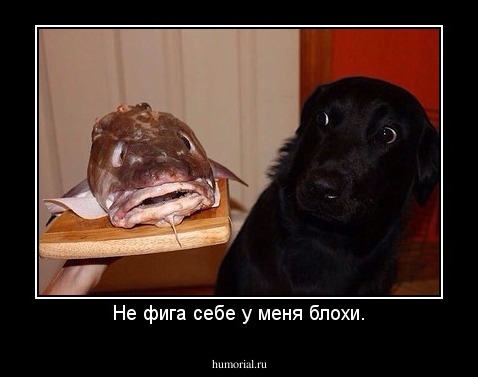 Не фига себе у меня блохи.