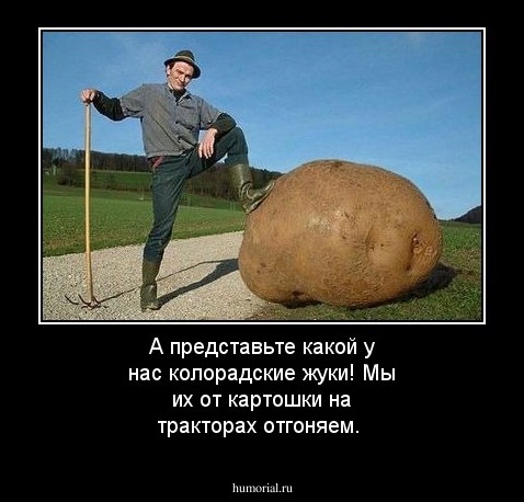 А представьте какой у нас колорадские жуки! Мы их от картошки на тракторах отгоняем.