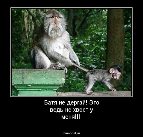 Батя не дергай! Это ведь не хвост у меня!!!