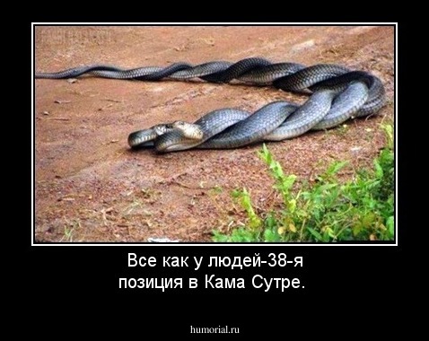 Все как у людей-38-я позиция в Кама Сутре.