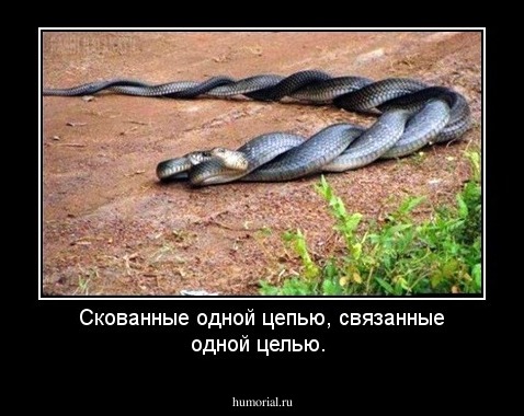 Скованные одной цепью, связанные одной целью.