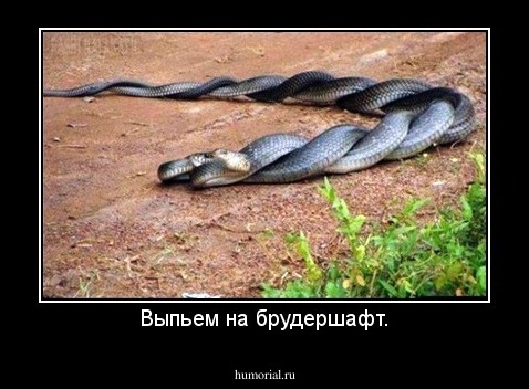 Выпьем на брудершафт.