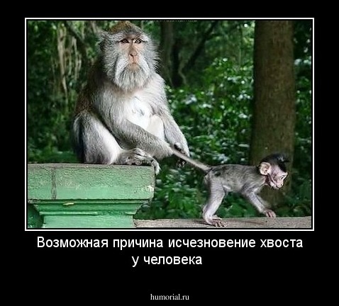 Возможная причина исчезновение хвоста у человека