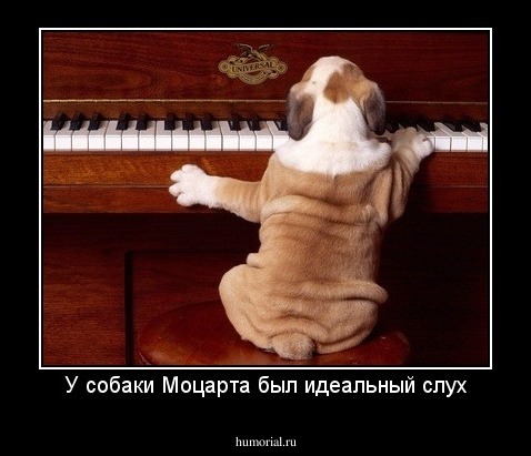 У собаки Моцарта был идеальный слух