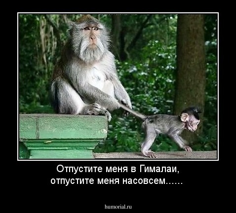 Отпустите  меня  в  Гималаи, отпустите меня насовсем......