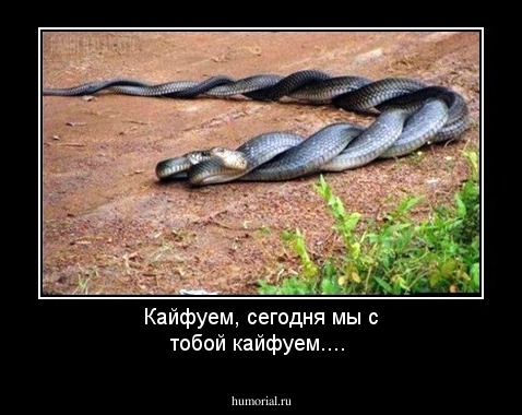 Кайфуем,  сегодня  мы  с  тобой  кайфуем.... 