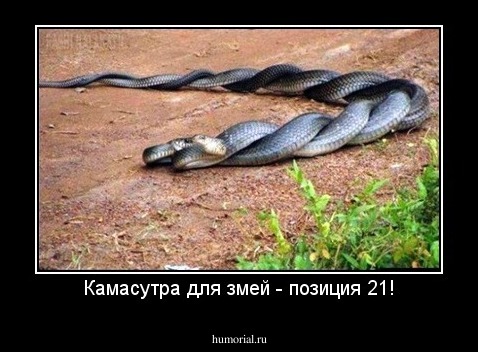 Камасутра для змей - позиция 21!
