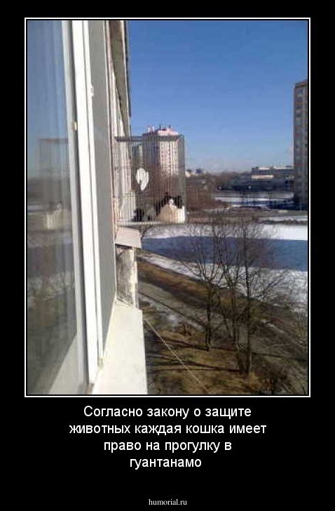 Согласно закону о защите животных каждая кошка имеет право на прогулку в гуантанамо