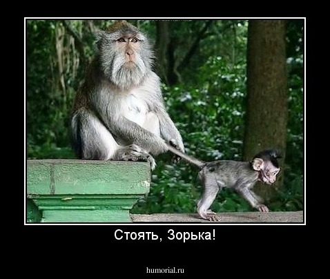 Стоять, Зорька!
