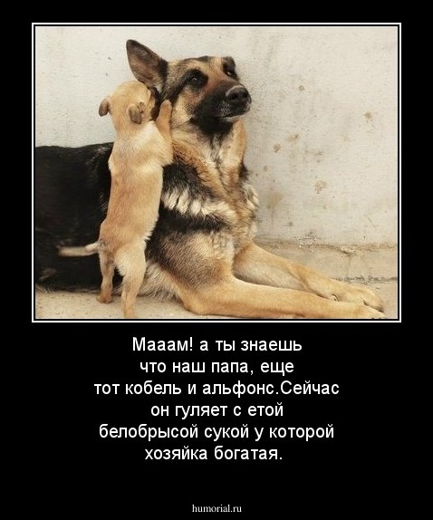 Мааам! а ты знаешь что наш папа, еще тот кобель и альфонс.Сейчас он гуляет с етой белобрысой сукой у которой хозяйка богатая.