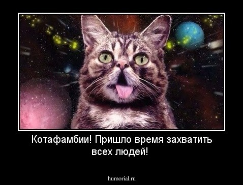 Котафамбии! Пришло время захватить всех людей!