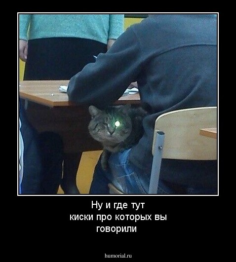 Ну и где тут киски про которых вы говорили