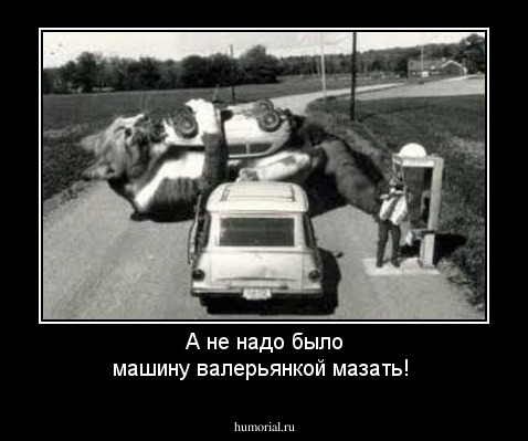 А не надо было машину валерьянкой мазать!